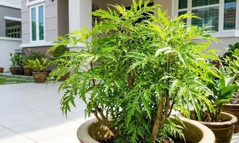Mệnh nào không hợp trồng cây đinh lăng?