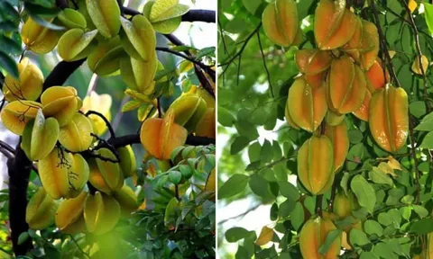 Trồng khế nên chọn khế chua hay khế ngọt