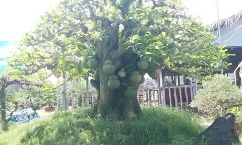 Cây dại cho quả đẹp “lên chậu” thành bonsai độc lạ, được săn lùng nhờ ý nghĩa phong thủy, có cây giá 150 triệu đồng