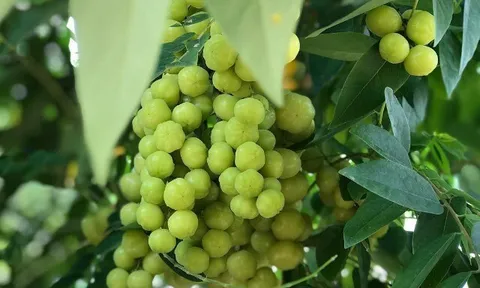 Loại quả mọc bờ rào xưa không ai biết đến nay thành đặc sản 100.000 đ/kg, trồng một lần thu hoạch nhiều năm, người thành phố ưa chuộng