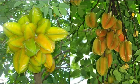 3 vị trí không nên trồng khế kẻo hao tài tán lộc