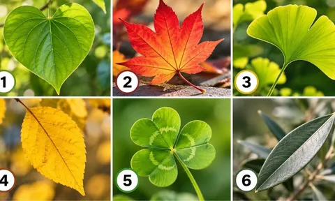 Chọn một chiếc lá để xem sắp tới vận trình của bạn có điều gì đáng lưu ý