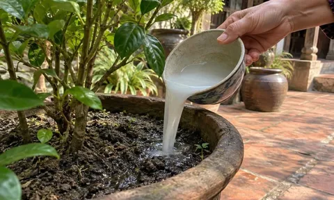 Tưới thứ nước này vào gốc: Cây vàng lá khô cành cũng tươi lại nhanh
