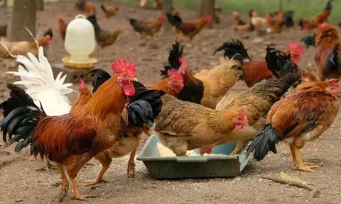 Nghề lạ ở Việt Nam: Nuôi con mắn đẻ "một vốn, bốn lời", nông dân nhẹ nhàng thu lãi, vươn lên làm giàu