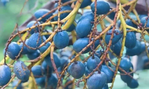 Loại quả xưa chín rụng đầy gốc nay thành đặc sản 160.000 đ/kg, trồng một lần thu hoạch nhiều năm, được ưa chuộng ở thành phố