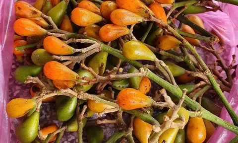 Đặc sản có tên "ngượng đỏ mặt", xưa mọc bờ rào nay được ưa chuộng giá 55.000 đ/kg, trồng một lần thu hoạch nhiều năm