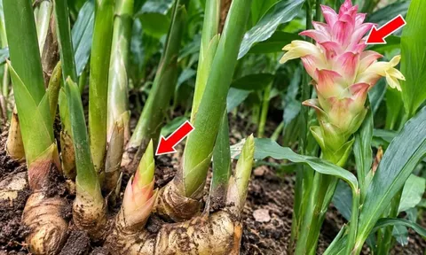 Cách trồng gừng đẻ nhiều mầm, sớm ra hoa