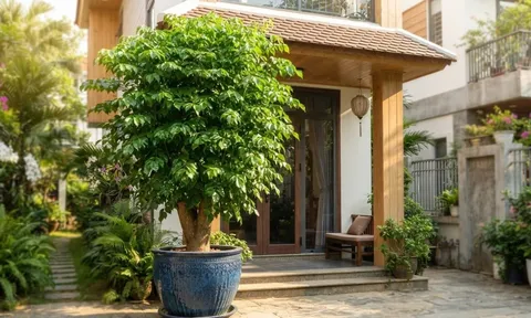 Mệnh nào hợp cây hạnh phúc nhất?