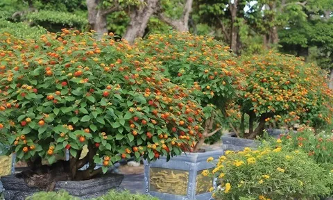 Cây mọc dại “lên chậu” thành bonsai độc lạ, nở hoa rực rỡ quanh năm, giá tiền triệu nhờ ý nghĩa phong thủy 