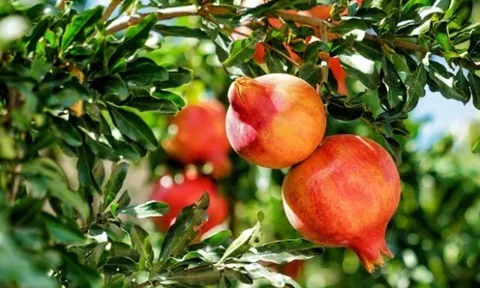 Loại quả nào ở Việt Nam trồng bạt ngàn, bổ máu không kém thịt, tốt cho sinh lý nam giới và giúp phụ nữ đẹp hơn?