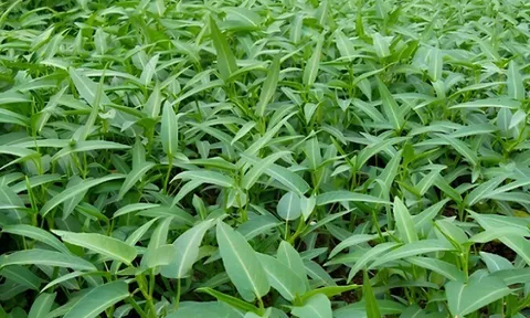 Loại rau lớn nhanh như thổi, giàu dưỡng chất, trồng một lần thu hoạch nhiều đợt giúp nông dân đổi đời