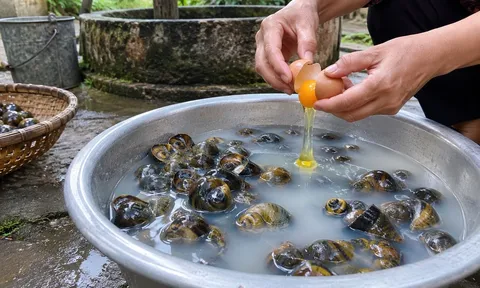Cách ngâm ốc nhả hết cát bẩn, thịt béo múp