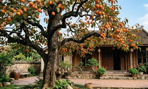 Có nên trồng cây hồng trước nhà không?
