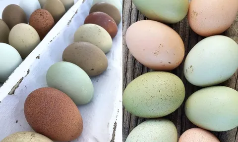 Trứng gà vỏ xanh khác trứng gà vỏ trắng, vỏ nâu ở điểm nào?