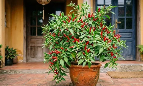 Vị trí trồng cây ớt hút tài lộc