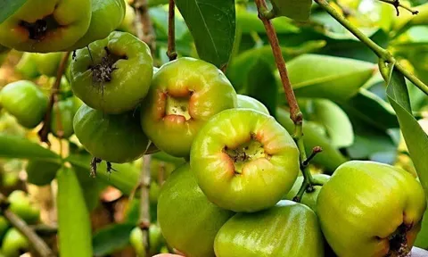 Loại quả mọc bờ rào xưa chín rụng đầy gốc nay thành đặc sản 90.000 đ/kg, trồng một lần thu hoạch nhiều năm, người thành phố ưa chuộng
