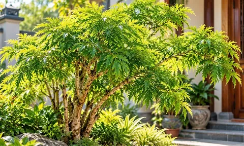 Dân gian nói rằng 3 con giáp này trồng cây đinh lăng được phù trợ phong thủy