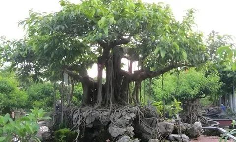 Giống cây cổ thụ rễ lớn “lên chậu” thành bonsai độc lạ, mang ý nghĩa phong thủy đặc biệt, có cây giá 2 tỷ đồng