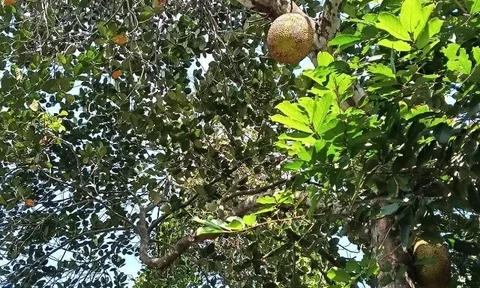 Loại quả mọc bờ rào xưa chín rụng đầy nay thành đặc sản 75.000 đ/kg, trồng một lần thu hoạch nhiều năm, được ưa chuộng ở thành phố