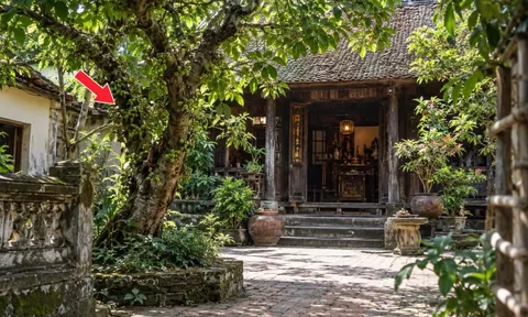 2 tuổi hợp trồng cây Sung trước cửa