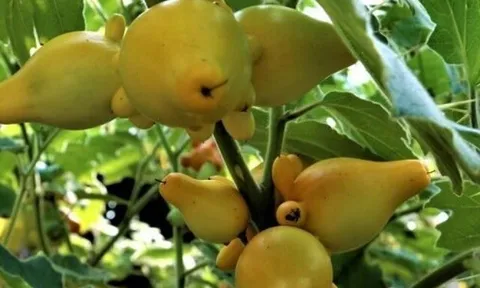 Đặc sản có tên "ngượng đỏ mặt", xưa mọc bờ rào nay được ưa chuộng giá 100.000 đ/kg, trồng một lần thu hoạch nhiều năm