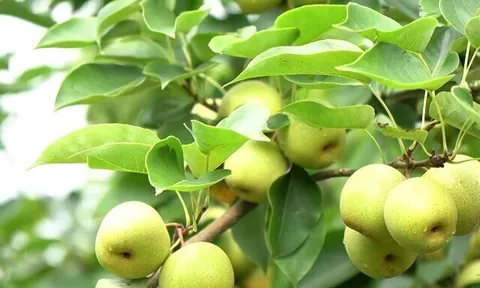 Loại quả tốt trên thế giới, Việt Nam trồng bạt ngàn thành đặc sản giá 70.000 đ/kg, thu hoạch nhiều năm