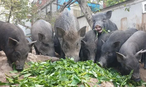 Nghề lạ ở Việt Nam: Nuôi loài vật đen sì thả đi kiếm ăn tự do, bán làm đặc sản, nông dân vươn lên làm giàu