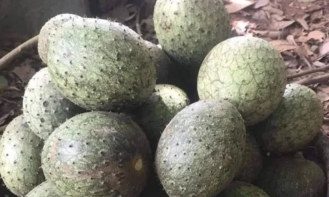Loại quả mọc bờ rào xưa chín rụng đầy gốc nay thành đặc sản 55.000 đ/kg, trồng một lần thu hoạch nhiều năm, người thành phố ưa chuộng