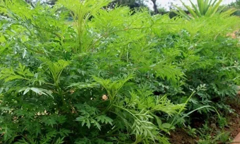 Đặc sản có tên "ngượng đỏ mặt", xưa mọc bờ rào nay được ưa chuộng giá 50.000 đ/kg, trồng một lần thu hoạch nhiều năm
