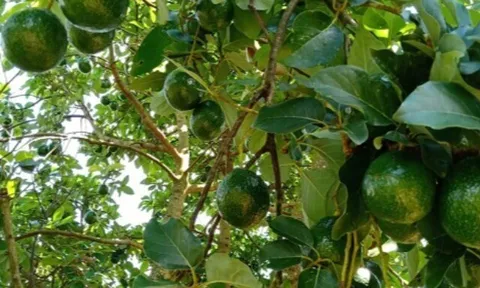 Loại quả tốt trên thế giới, Việt Nam trồng bạt ngàn thu hoạch nhiều năm, đang vào mùa giá 65.000 đ/kg