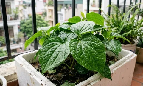 Cách trồng lá lốt trong chậu, cắm vài cành, ăn quanh năm