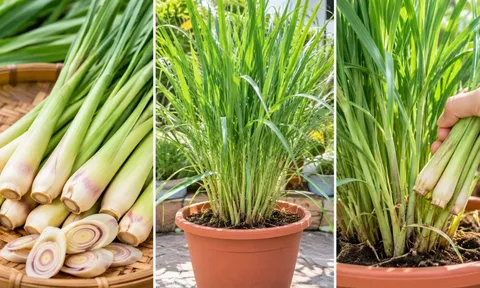 Cách trồng sả trong chậu nhanh thành bụi to, có sả dùng quanh năm: Chỉ cần nhớ 5 bước này