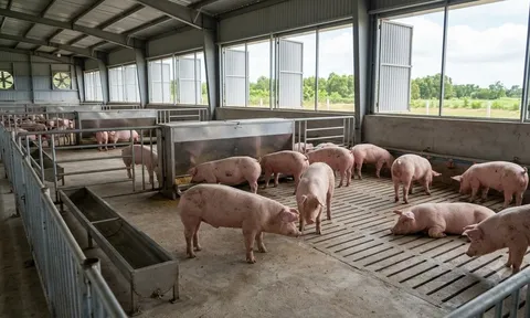 Giá heo hơi hôm nay 30/9: Ba miền tiếp tục giảm, chỉ còn một địa phương giữ mức 58.000 đồng/kg