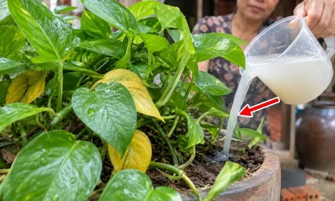 Trầu bà bị vàng rụng lá, thêm thứ này vào chồi mới ra xanh mỡ màng