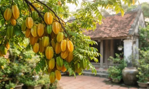 Những ai không nên trồng cây khế?