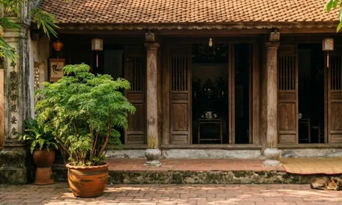 Những người nên trồng cây đinh lăng quanh nhà