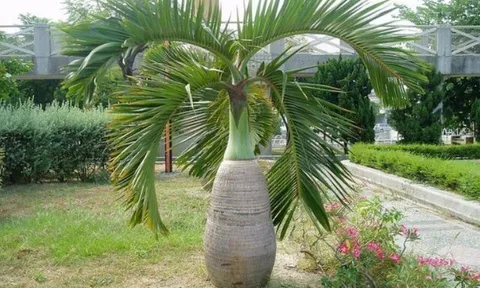 Cây cho quả quen thuộc được "hô biến" thành bonsai, vừa đẹp vừa mang ý nghĩa phong thủy, giá tiền triệu vẫn được săn lùng