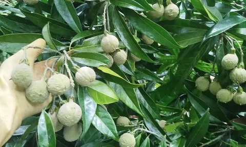 Loại quả xưa chín rụng đầy gốc nay thành đặc sản 120.000 đ/kg, trồng một lần thu hoạch nhiều năm, được ưa chuộng ở thành phố