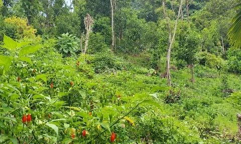 Đặc sản có tên "ngượng đỏ mặt", xưa chín rụng đầy nay được ưa chuộng giá 300.000 đ/kg, trồng một lần thu hoạch nhiều năm