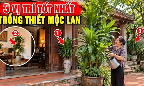 3 Vị trí tốt nhất trồng cây Thiết Mộc Lan cho gia chủ