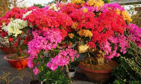Lợi ích tuyệt vời của việc tưới mì chính vào gốc cây hoa giấy