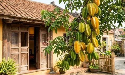 Người mệnh nào kỵ cây Khế nhất?