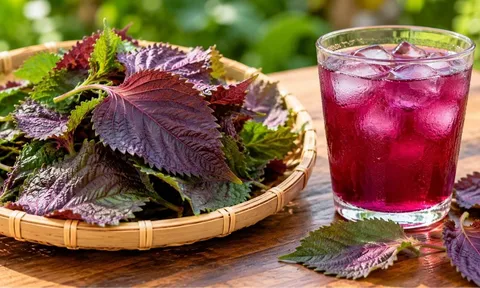 Những người nên hạn chế nước tía tô: 5 nhóm cần lưu ý