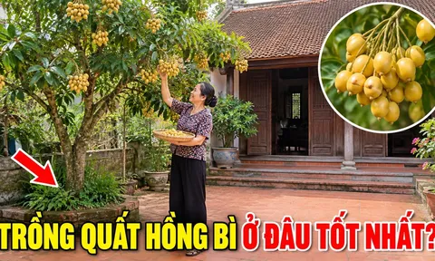 Trồng Quất Hồng Bì ở vị trí nào là tốt nhất?
