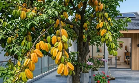 Vì sao nên trồng một cây khế trong nhà?