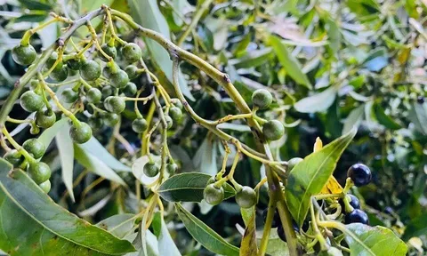 Loại quả xưa chín rụng đầy gốc nay thành đặc sản 150.000 đ/kg, trồng một lần thu hoạch nhiều năm, dân thành phố ưa chuộng
