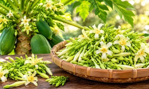 5 nhóm người nên cẩn trọng khi dùng hoa đu đủ đực