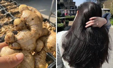 Cách gội đầu bằng gừng tươi trị rụng tóc, tóc con mọc tua tủa