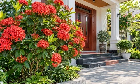 Có nên trồng cây mẫu đơn ta trước nhà? 5 điều cần biết trước khi trồng
