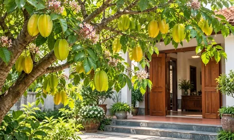 Vì sao gần đây nhiều người thích trồng cây khế trước nhà, không chỉ để lấy quả?
